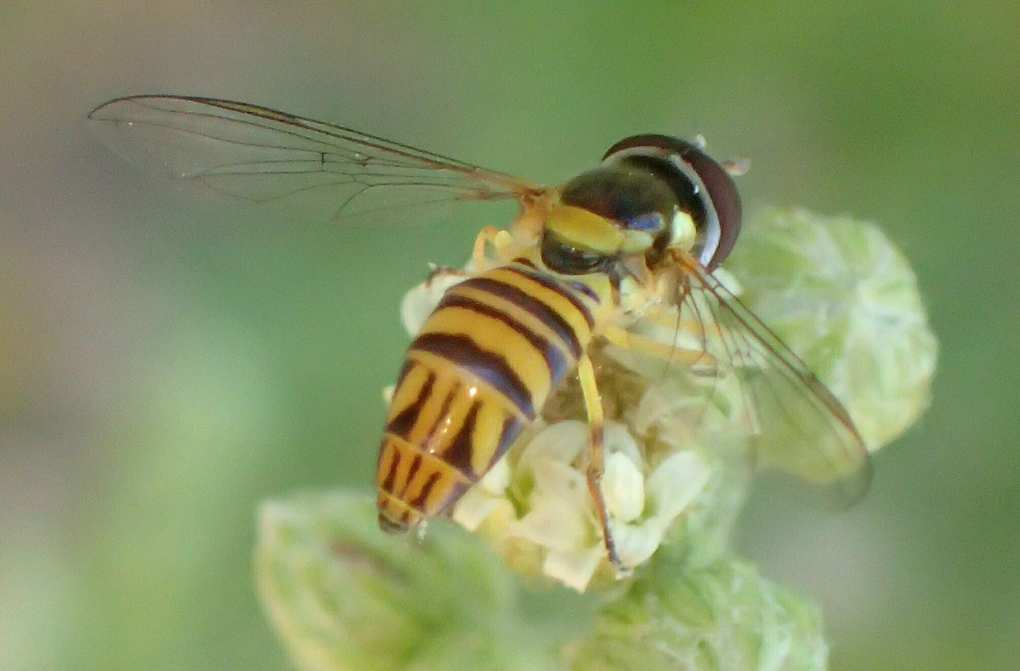 High Resolution Allograpta obliqua Animal